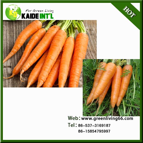 Red And Bright Carrot For Market
