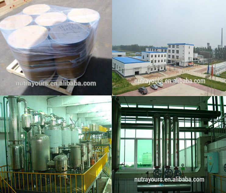 Best Price of raw cocoa beans extract as healthy food