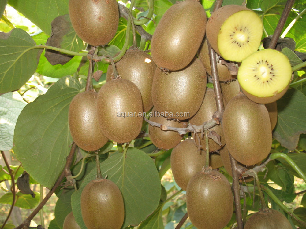 2014 New crop bulk IQF Frozen Kiwi Fruit In Kiwi Fruit Season