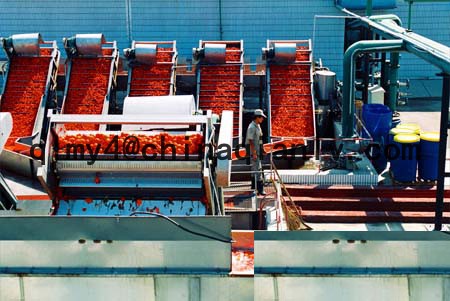 Tomato Paste in tin