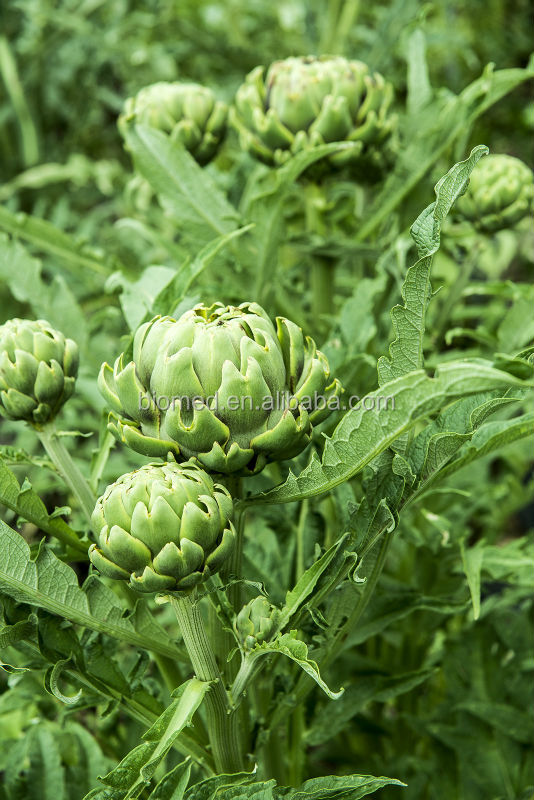 Organic Artichokes Extract Capsule- Herbal capsule