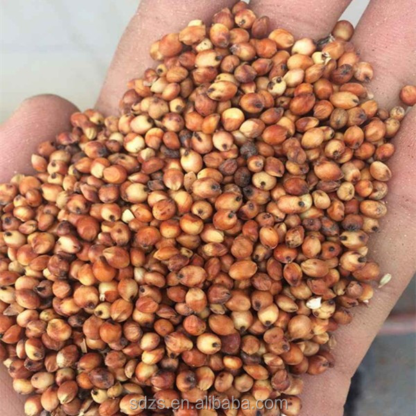 argentine feed sorghum for sale buy feed sorghum feed argentine feed sorghum for sale buy feed sorghum feed