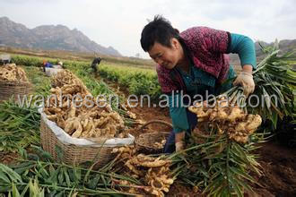 2014 High Quality New Crop Fresh ginger export For UK,CANADA,USA and EU Market best selling ginger