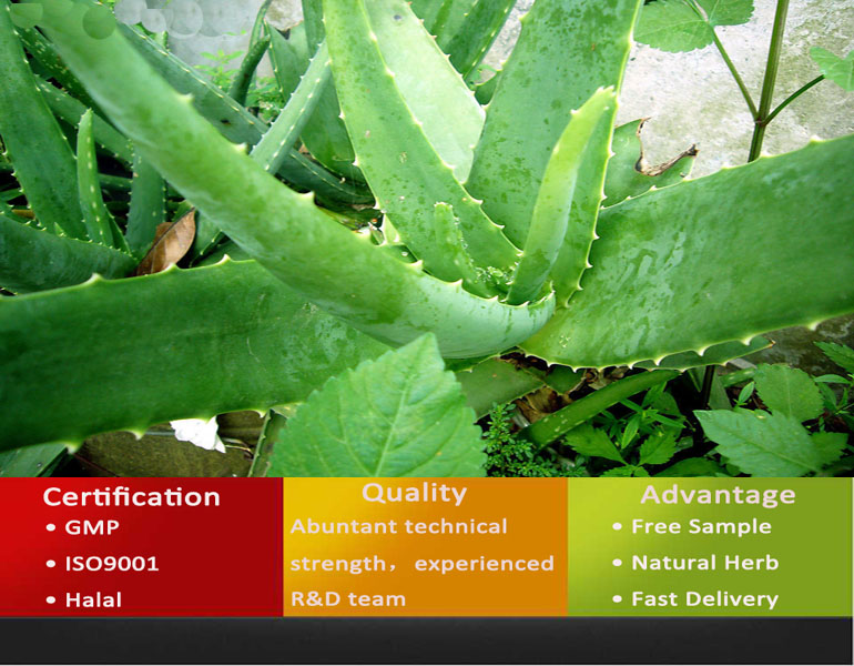 High Quality Aloe Vera Extract/Aloe Vera Extract Powder/Nature Aloe Extract
