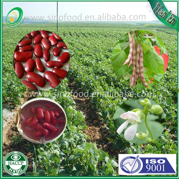 New Canned red kidney beans with high quality in China