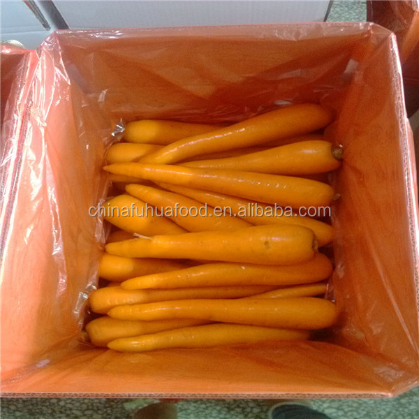 Fresh Carrot Vegetables