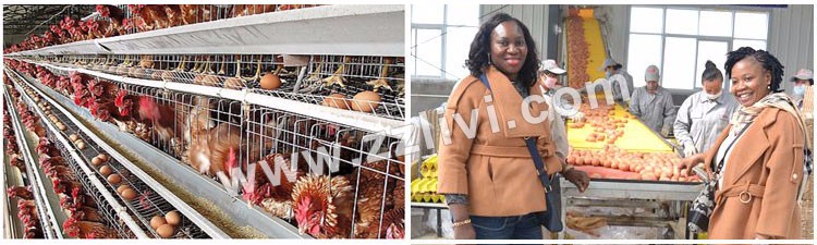 automatic poultry layer cages systems