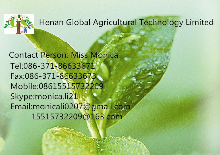 vacuum package biluochun green tea leaf