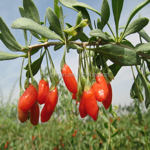 100% Good Quality Goji Berry Extraction (30% Polysaccharides)