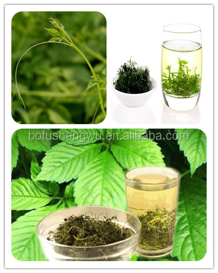 natural gynostemma extract/gynostemma pentaphyllum extract gypenosides/gynostemma tea extract