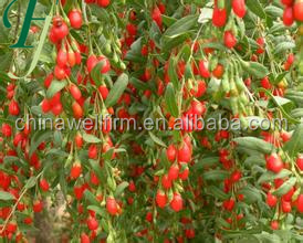 goji berries francais