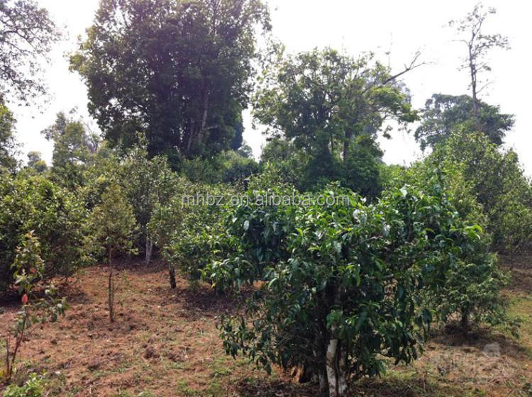 New Processing Pu erh Cha bing tea for sale