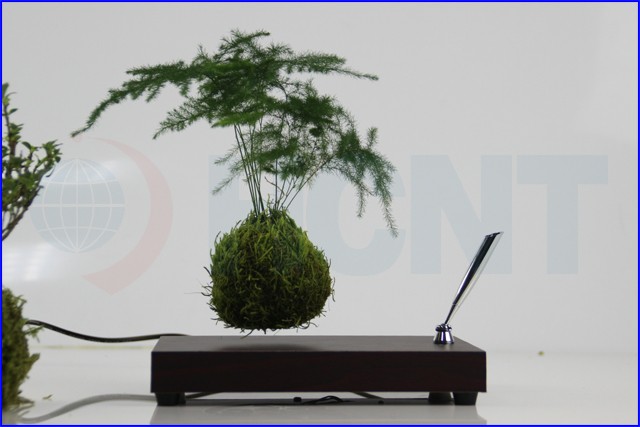 indoor plants, natural woody plants, floating plants.jpg