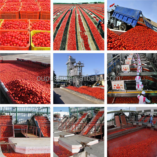 tomato ketchup expoter for sale