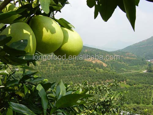 Fresh honey pomelo