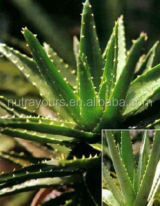 New Product Aloin Extract With Competitive Edge, Aloe Vera Powder