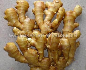 The Most Favorable Ginger Export - The Best Selling new corp fresh ginger
