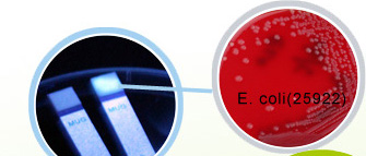 E。 大腸菌検出細菌用テストキット/マグテストストリップ仕入れ・メーカー・工場