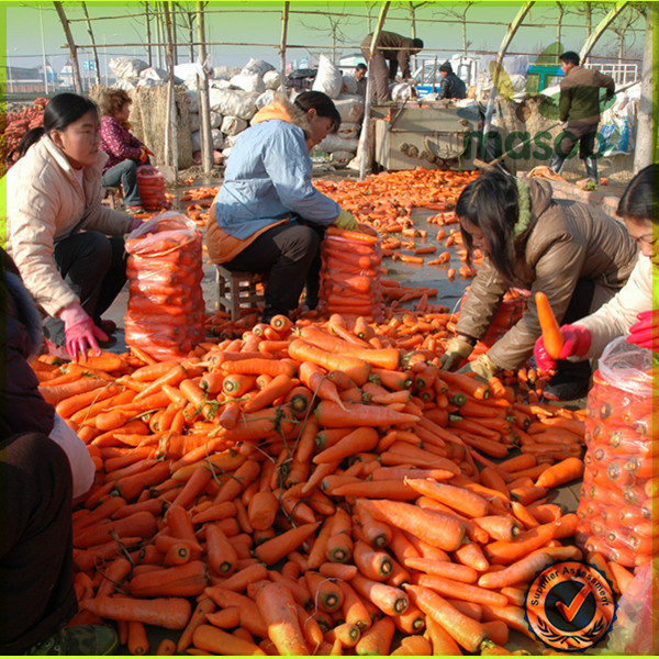 Local fresh plush red carrot /export price for chinese fresh red carrot