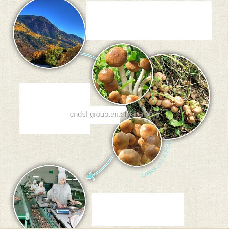 Tea Tree Mushroom P.E. Polysaccharide10%-50%