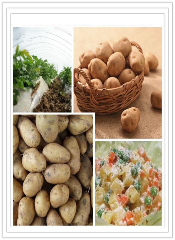 2014 New Crop Top Quality Fresh Cheap Potato Price To India