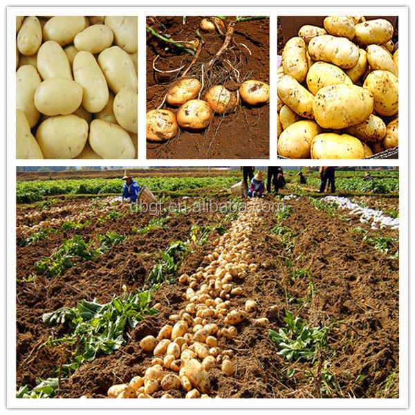Delicious and nutritious potatoes,fresh potata
