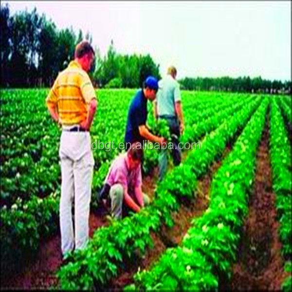 Fresh potatoes in Holland , from China in northern shaanxi