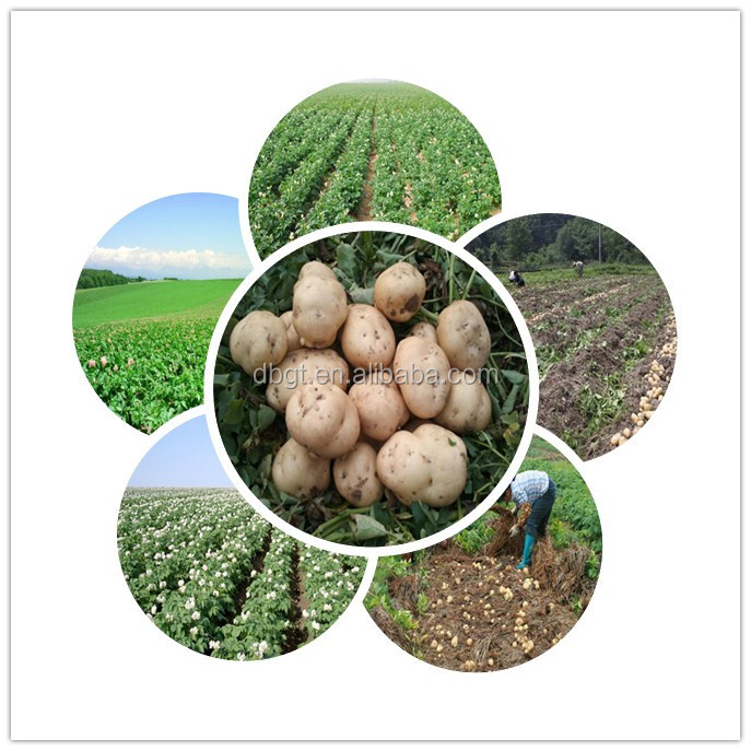 chinese fresh potato for export,holland potato on hot sale