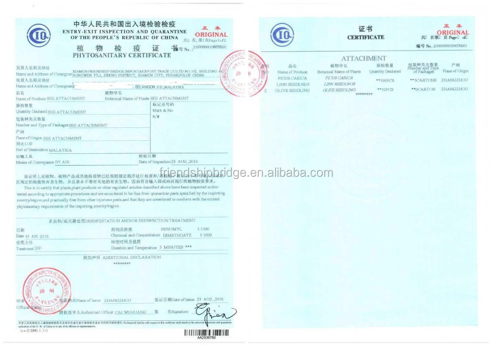 phyto certificate sample