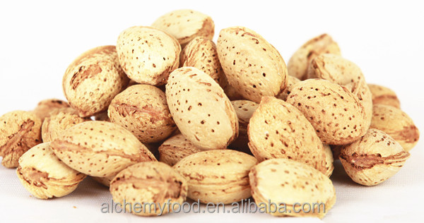 Almonds in dubai/ Chinese almonds for export / almonds in shell