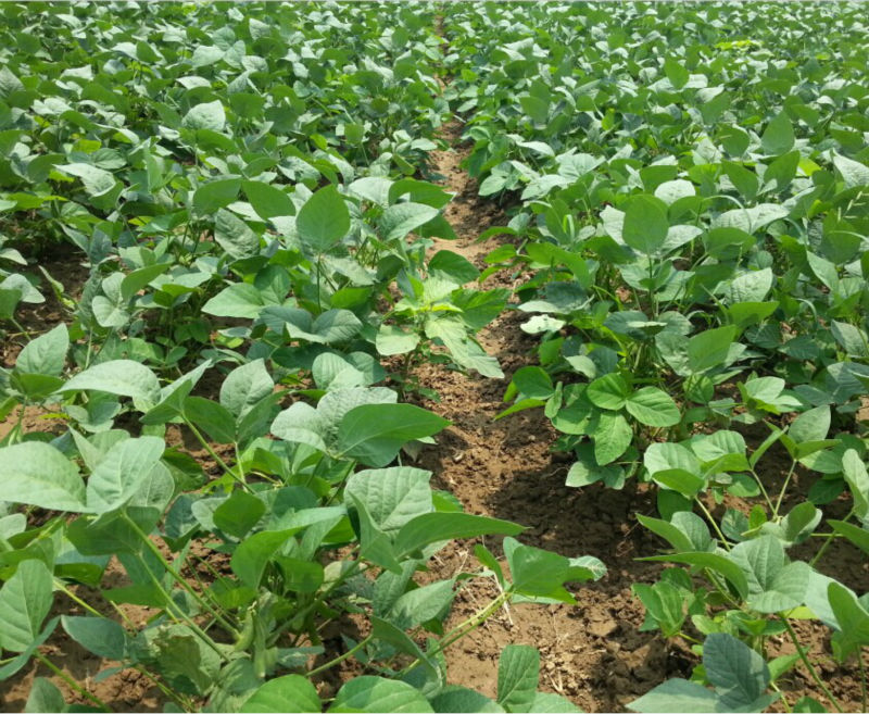 IQF Frozen Soy beans Pods/Frozen Edamame 2014 New Crop