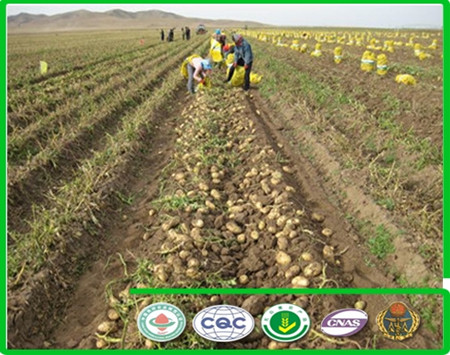 2014 Holland Potato with good quality