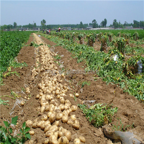 2014 shaanxi new crop fresh potato in bag pack