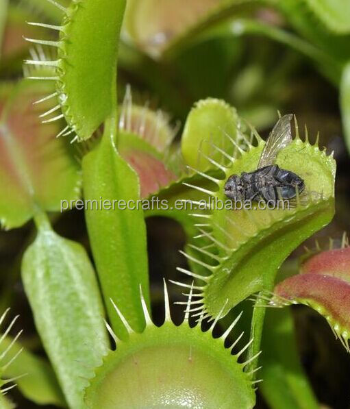 ceramic pot with venus fly trap/carnivorous sundew growing