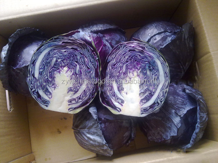 New Crop Chinese Cabbage Fresh Organic Cabbage - Good Supplier