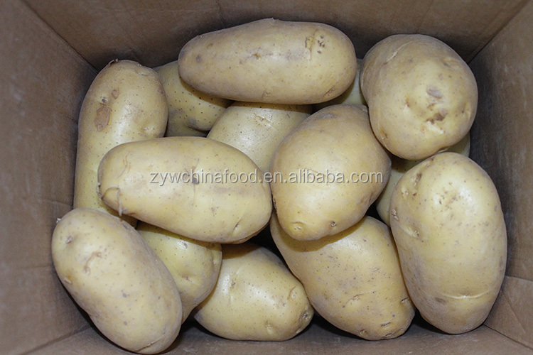 Chinese Fresh Potato / Sweet Potato / Holland Potato Exporter