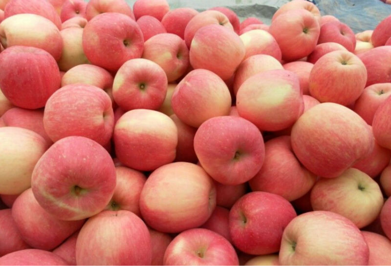 Fresh Red FuJi Apple