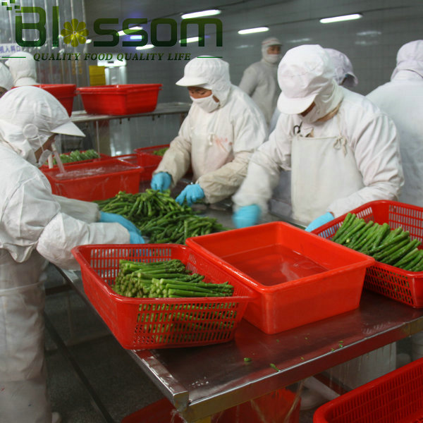 Top quality frozen green asparagus new crop asparagus price and fresh asparagus prices