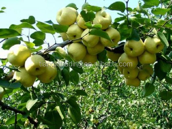 2014 new ya pear