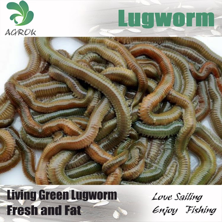 脂肪グリーンlugworm仕入れ・メーカー・工場