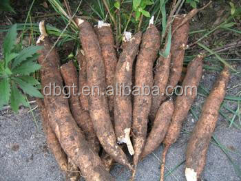 A large number of tapioca starch for export
