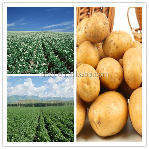 High extract rate/has more than 7 year experience/high capacity potato starch machine