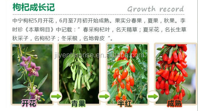 Goji berries dried fruit conventional goji berries/ organic goji berry/fresh goji berries