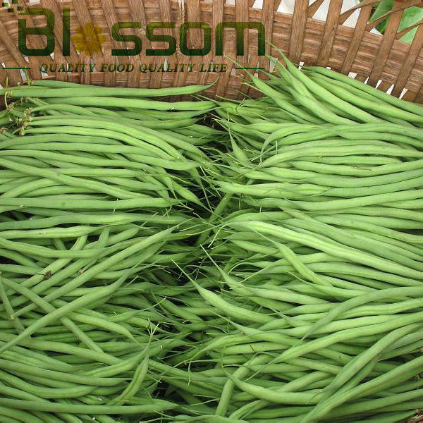 China top quality frozen green bean new crop names all fruit vegetables