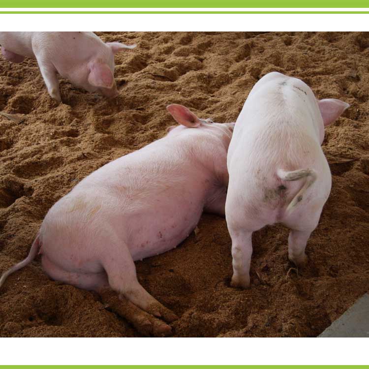 Piglet worm additives