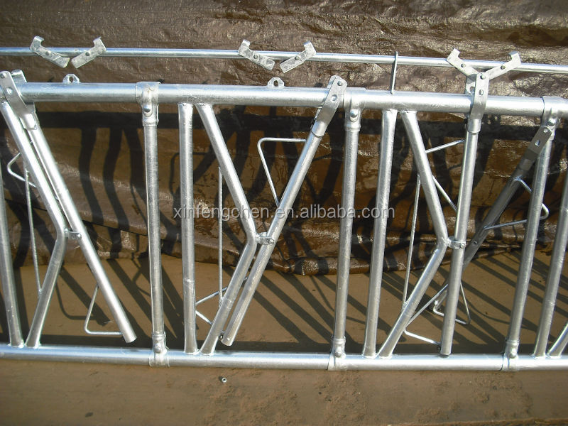 xinbaofeng_yn_04_cattle_head_lock