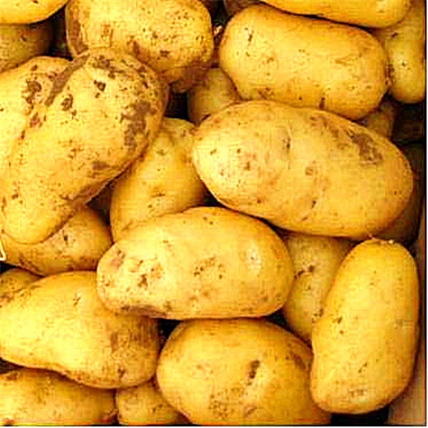 2014 new fresh artificial potato of high quality