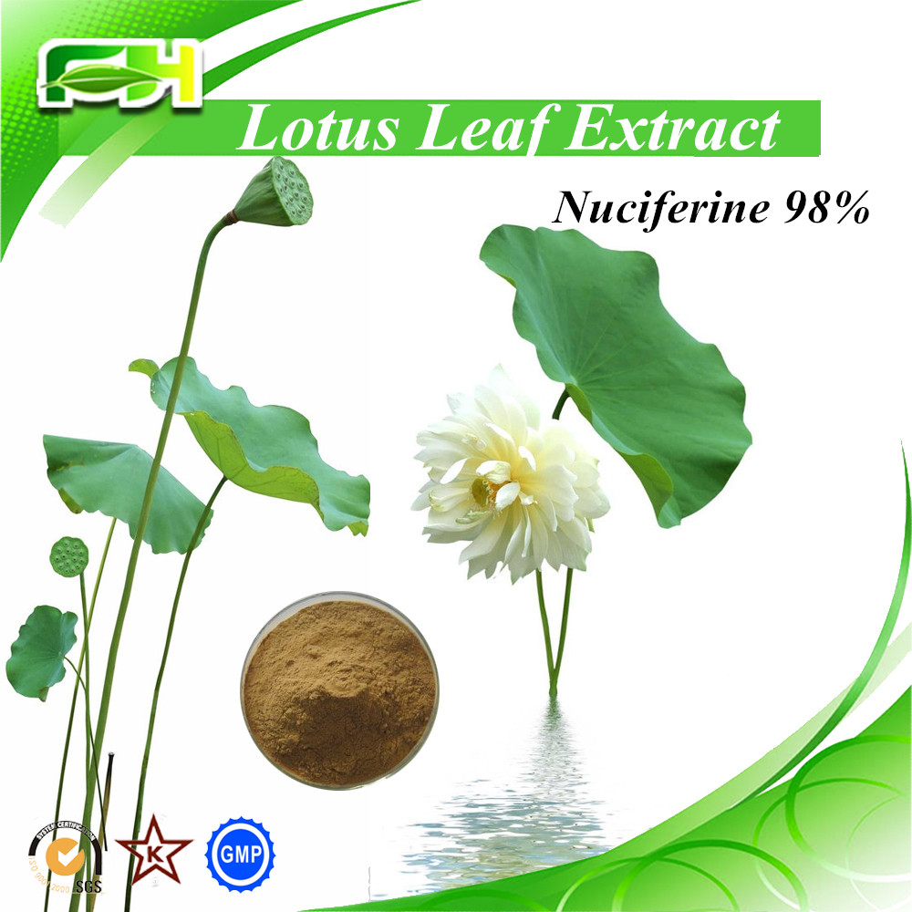 100% natural lotus leaves extract with nuciferine