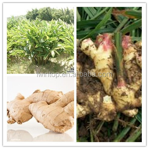New crop laiwu bulk fresh ginger