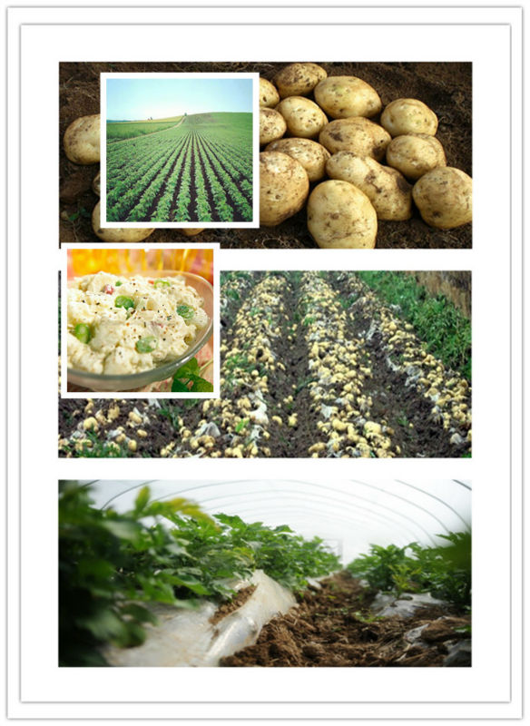 2013 Colour and lustre is bright beautiful fresh potato in dubai
